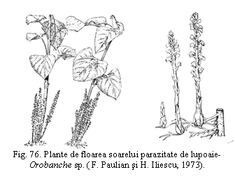 Text Box: 
Fig. 76. Plante de floarea soarelui parazitate de lupoaie-Orobanche sp. ( F. Paulian si H. Iliescu, 1973).

