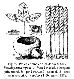 Text Box:  
Fig. 99. Patarea bruna a frunzelor de trifoi - Pseudopeziza trifolii: 1- frunza atacata, a-sectiune prin stroma, b - pata marita; 2 - apotecii; 3 - asce cu ascospori, p - parafize (T. Ferraris, 1938).
