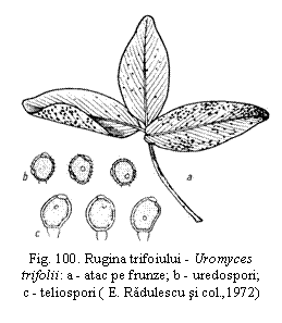 Text Box:  
Fig. 100. Rugina trifoiului - Uromyces trifolii: a - atac pe frunze; b - uredospori;       c - teliospori ( E. Radulescu si col.,1972)


