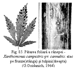 Text Box:  
Fig. 85. Patarea foliara a canepei - Xanthomonas campestris pv. cannabis: atac pe frunze(stanga) si tulpini(dreapta)
(G.Goidanich, 1964)
