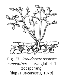 Text Box:  
Fig. 87. Pseudoperonospora
cannabina: sporangiofori [i zoosporangi
(dup I.Becerescu, 1979).


