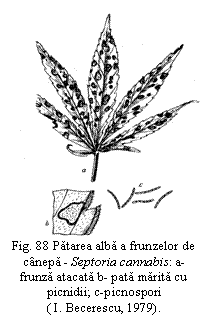 Text Box:  
Fig. 88 Patarea alba a frunzelor de canepa - Septoria cannabis: a- frunza atacata b- pata marita cu picnidii; c-picnospori
( I. Becerescu, 1979).
I
