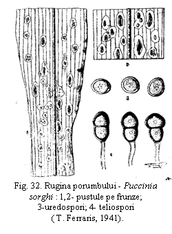 Text Box:  
Fig. 32. Rugina porumbului - Puccinia sorghi : 1,2- pustule pe frunze;
3-uredospori; 4- teliospori
                   ( T. Ferraris, 1941).
