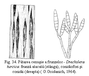 Text Box:  
Fig. 34. Patarea cenusie a frunzelor - Drechslera turcica: frunza atacata (stanga); conidiofori si conidii (dreapta) ( G.Goidanich, 1964).

