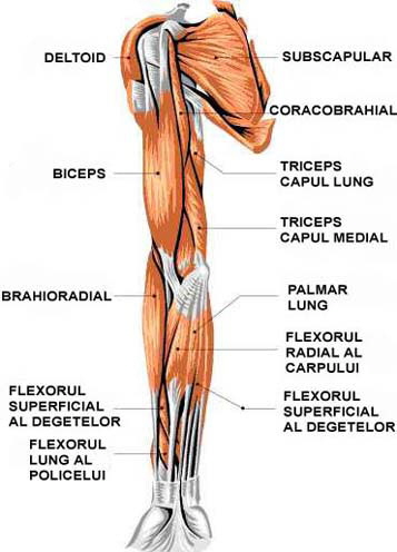 Musculatura brat vedere spate