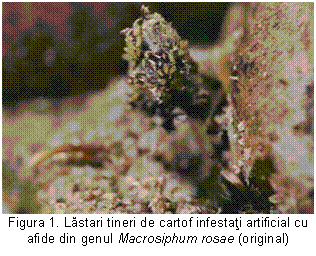 Text Box: 
Figura 1. Lastari tineri de cartof infestati artificial cu afide din genul Macrosiphum rosae (original)
