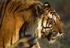 Photo: Male Bengal tiger named Charger