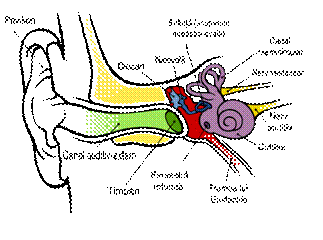 Fisier:Anatomy of the Human Ear ro.svg