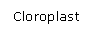 Text Box: Cloroplast