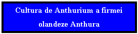 Text Box: Cultura de Anthurium a firmei olandeze Anthura