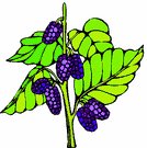 Mulberry Clipart, click for more.
