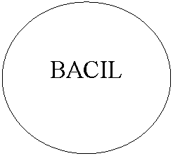 Oval: BACIL
