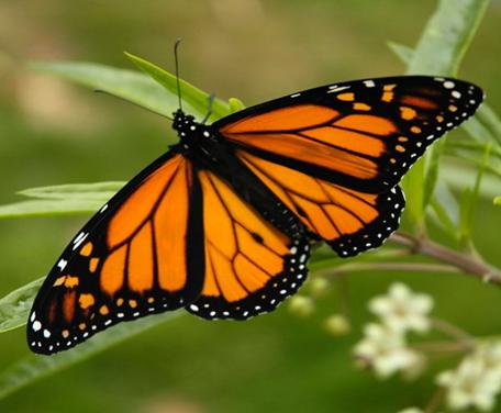 Fișier:Monarch Butterfly 17-03-2006 6-44-40 p.m..JPG