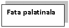 Text Box: Fata palatinala