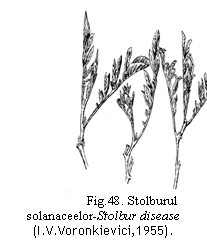 Text Box:  
Fig.48. Stolburul solanaceelor-Stolbur disease  (I.V.Voronkievici,1955).
