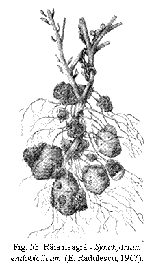 Text Box:  
Fig. 53. Raia neagra - Synchytrium endobioticum  (E. Radulescu, 1967).
