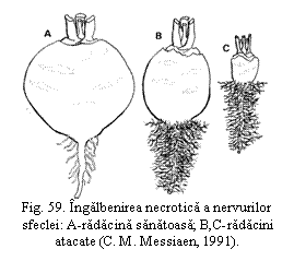 Text Box:  
Fig. 59. Ingalbenirea necrotica a nervurilor sfeclei: A-radacina sanatoasa; B,C-radacini atacate (C. M. Messiaen, 1991).

