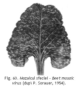 Text Box:  
Fig. 60. Mozaicul sfeclei - Beet mosaic virus (dup P. Sorauer, 1954).

