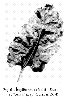 Text Box:  
Fig. 61. Ingalbenirea sfeclei - Beet  
  yellows virus ( P. Sorauer,1954).
