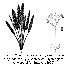 Text Box:  
Fig. 63. Mana sfeclei - Peronospora farinosa
 f. sp. betae: a - planta atacata; b sporangiofor cu sporangi ( J. Eriksson, 1926).

