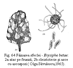 Text Box:  
Fig. 64 Fainarea sfeclei - Erysiphe betae:
2a-atac pe frunza; 2b-cleistotecie si asce cu ascospori ( Olga Savulescu,1965).

