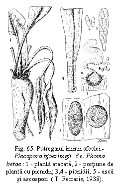 Text Box:  
Fig. 65. Putregaiul inimii sfeclei - Pleospora bjoerlingii   f.c. Phoma 
betae : 1 - planta atacata; 2 - portiune de planta cu picnidii; 3,4 - picnidii; 5 - asca si ascospori  ( T. Ferraris, 1938).


