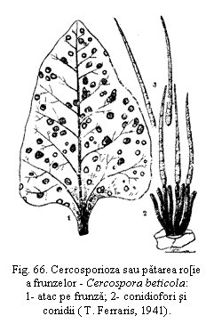 Text Box:  
Fig. 66. Cercosporioza sau patarea ro[ie a frunzelor - Cercospora beticola:           1- atac pe frunza; 2- conidiofori si conidii ( T. Ferraris, 1941).
beticola


