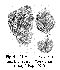 Text Box:  
Fig. 41 . Mozaicul nervurian al mazarii - Pea enation mosaic virus(  I. Pop, 1975).

