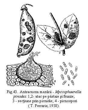 Text Box:  
Fig.43.  Antracnoza mazarii - Mycosphaerella pinodes: 1,2- atac pe pastaie si frunze;             
  3 - sectiune prin picnidie; 4 - picnospori
( T. Ferraris, 1938).
