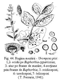 Text Box:  
Fig. 44. Rugina mazarii - Uromyces pisi: 1,2- ecidii pe Euphorbia cyparissias;        3- atac pe frunze de mazare; 4-sectiune prin frunze de Euphorbia; 5- ecidiospori;                        6- uredospori; 7- teliospori     
( T. Ferraris, 1941).

