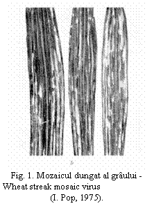 Text Box:  
Fig. 1. Mozaicul dungat al graului -
Wheat streak mosaic virus
(I. Pop, 1975).
