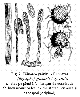 Text Box:  
Fig. 2. Fainarea graului - Blumeria
(Erysiphe) graminis f.sp. tritici:                 a- atac pe planta; b - lanturi de conidii de
Oidium monilioides; c - cleistotecii cu asce si ascospori (original).

