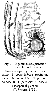 Text Box:  . Fig. 3. ~Ingenuncherea plantelor
         si sistavirea boabelor -
Gumannomyces graminis      var. tritici:  1 - atacul la baza   tulpinilor;    2 - miceliu intercelular;  3 - portiune de miceliu;  4 - peritecie;  5 - asce cu ascospori si parafize
(T. Ferraris, 1938).

