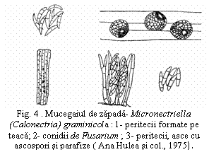 Text Box:  
Fig. 4 . Mucegaiul de zapada- Micronectriella (Calonectria) graminicola : 1- peritecii formate pe teaca; 2- conidii de Fusarium ; 3- peritecii, asce cu ascospori si parafize ( Ana Hulea si col., 1975).

