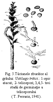 Text Box:  
Fig. 5.Taciunele zburator al graului: Ustilago tritici.: 1-spic atacat;  2- teliospori; 3,4,5- trei stadii de germinatie a teliosporului
( T. Ferraris, 1941).
