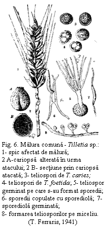 Text Box:  
Fig. 6. Malura comuna - Tilletia sp.:
1- spic afectat de malura;
2 A-cariopsa  alterata in urma atacului; 2 B- sectiune prin cariopsa atacata; 3- teliospori de T. caries;        4- teliospori de T. foetida; 5- teliospor germinat pe care s-au format sporedii; 6- sporedii copulate cu sporediola;  7- sporediola germinata;                         8- formarea teliosporilor pe miceliu.
(T. Ferraris, 1941)
