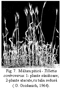 Text Box:  
Fig. 7.  Malura pitica - Tilletia controversa: 1- plante sanatoase;            2-plante atacate,cu talia redusa
( G. Goidanich, 1964).
