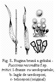 Text Box:  
Fig. 8. Rugina bruna a graului - Puccinia recondita f.sp. tritici:1-frunze cu uredopustule;
b- lagar de uredospori;
c- teliospori (original)

