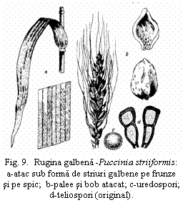 Text Box:  Fig. 9.  Rugina galbena -Puccinia striiformis: a-atac sub forma de striuri galbene pe frunze si pe spic;  b-palee si bob atacat; c-uredospori;     d-teliospori (original).
 

