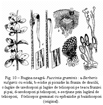 Text Box: Fig. 10 - Rugina neagra- Puccinia graminis : a-Berberis vulgaris cu ecidii; b-ecidie si picnidie in frunza de dracila; c-lagare de uredospori si lagare de teliospori pe teaca frunzei si pai; d-uredospori si teliospori; e-sectiune prin lagarul de teliospori; f-teliospor germinat cu epibazidie si bazidiospori (original).


