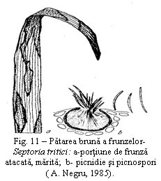 Text Box:  Fig. 11 - Patarea bruna a frunzelor-Septoria tritici: a-portiune de frunza atacata, marita;  b- picnidie si picnospori                                    ( A. Negru, 1985).


