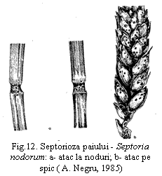 Text Box:  
Fig.12. Septorioza paiului - Septoria nodorum: a- atac la noduri; b- atac pe spic ( A. Negru, 1985)
