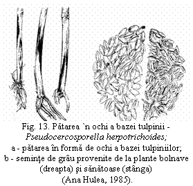 Text Box:  Fig. 13. Patarea `n ochi a bazei tulpinii -
Pseudocercosporella herpotrichoides;
a - patarea in forma de ochi a bazei tulpiniilor;
b - seminte de grau provenite de la plante bolnave (dreapta) si sanatoase (stanga)           
 (Ana Hulea, 1985).
