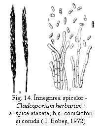 Text Box:  
Fig. 14. Innegrirea spicelor -
Cladosporium herbarum :
a -spice atacate; b,c- conidiofori
si conidii ( I. Bobes, 1972)

