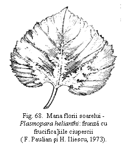 Text Box:  
Fig. 68.  Mana florii soarelui - Plasmopara helianthi: frunza cu frucifica]iile ciupercii
( F. Paulian si H. Iliescu, 1973).

