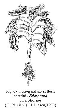 Text Box:  
Fig. 69. Putregaiul alb al florii soarelui - Sclerotinia sclerotiorum 
 ( F. Paulian  si H. Iliescu, 1973).


