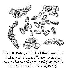 Text Box:  
Fig. 70. Putregaiul alb al florii soarelui - Sclerotinia sclerotiorum: sclerotii care se formeaza pe tulpina si calatidiu
( F. Paulian si H. Iliescu, 1973).

