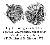 Text Box:  
Fig. 71. Putregaiul alb al florii soarelui - Sclerotinia sclerotiorum: calatidii cu atac puternic 
( F. Paulian si  H. Iliescu, 1973).

