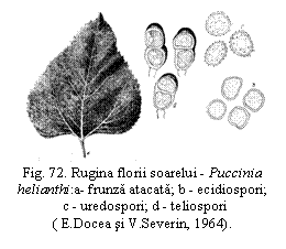 Text Box:  
Fig. 72. Rugina florii soarelui - Puccinia helianthi:a- frunza atacata; b - ecidiospori;
 c - uredospori; d - teliospori 
( E.Docea si V.Severin, 1964).

