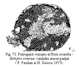 Text Box:  
Fig. 73. Putregaiul cenusiu al florii soarelui - Botrytis cinerea: calatidiu atacat partial
( F. Paulian si H. Iliescu, 1973).

